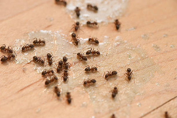 Best Residential Pest Control  in Theodore, AL