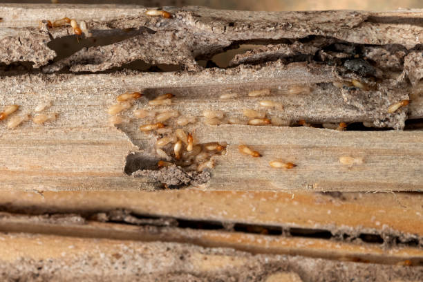 Best Pest Prevention Services  in Theodore, AL