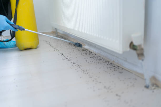 Best Mosquito Control Services  in Theodore, AL