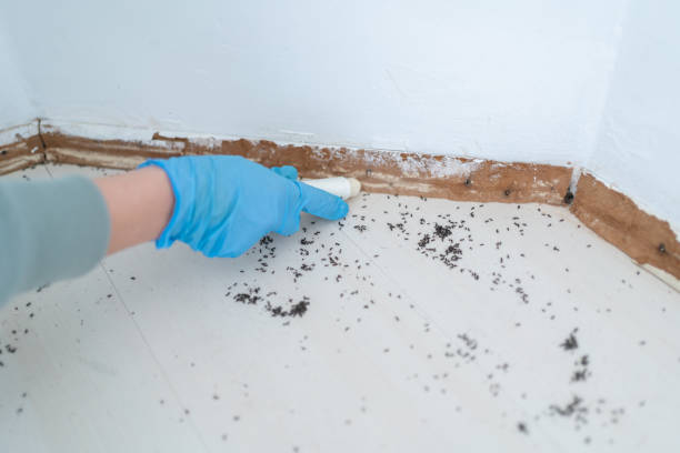 Best Emergency Pest Control  in Theodore, AL